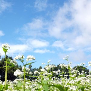 河内_そばの花