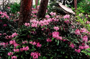 福富_クロボヤ峡のしゃくなげ