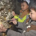 入野きのこ収穫1