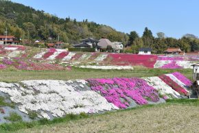 芝桜