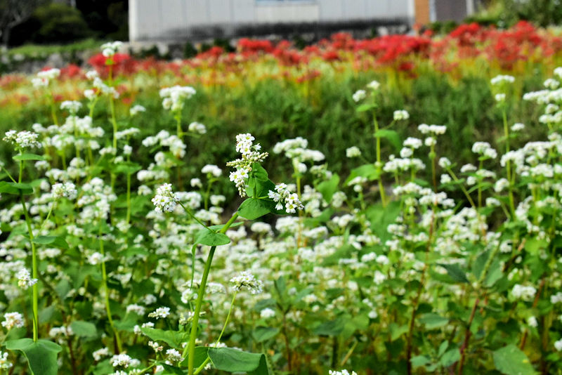 そばの花景色