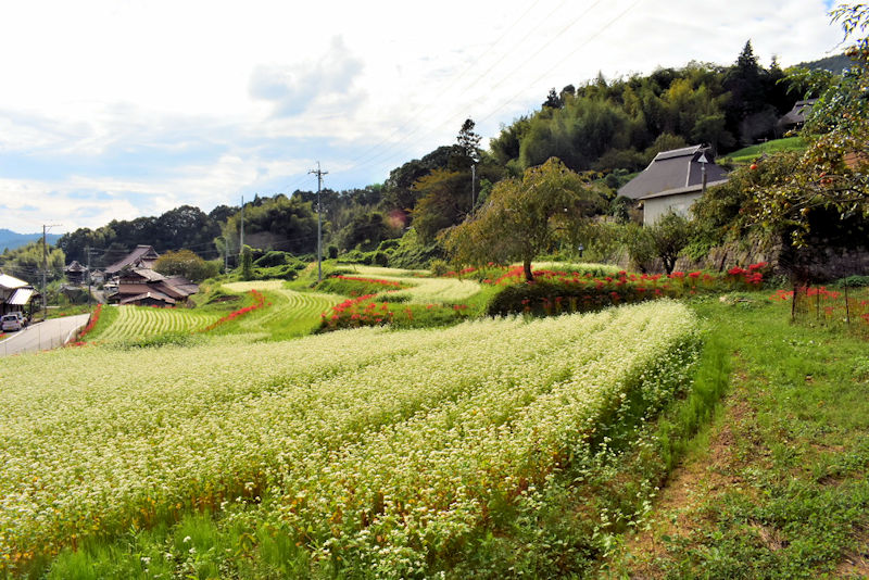 そばの花遠景