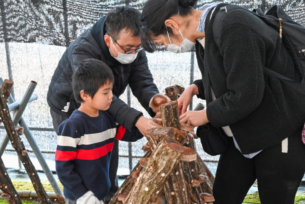 家族でシイタケ収穫