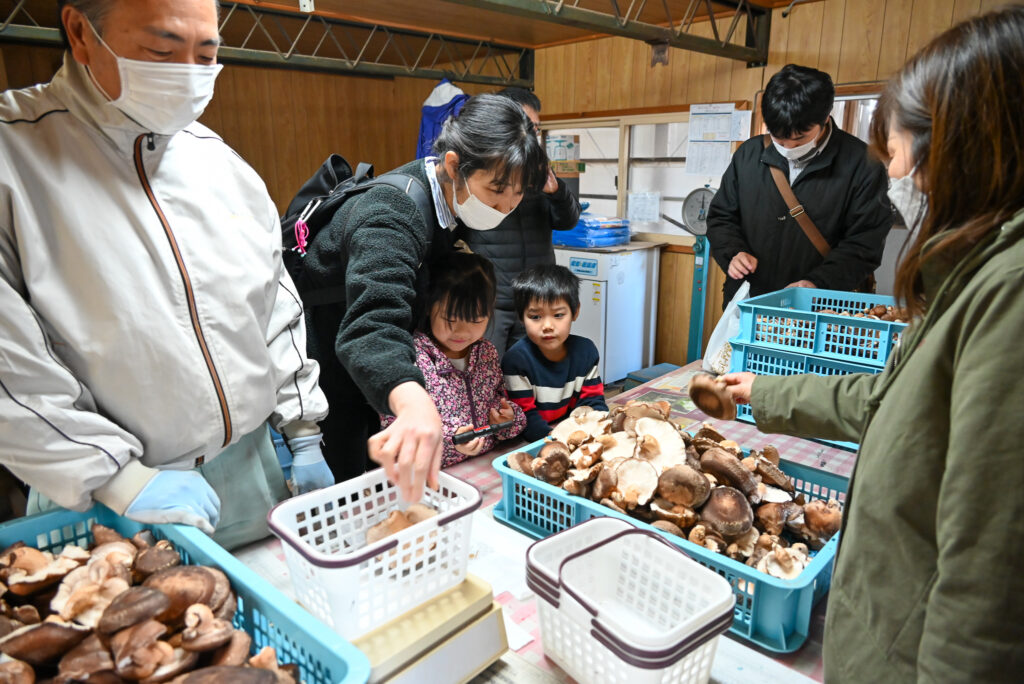 おいしいシイタケの見分け方を伝授